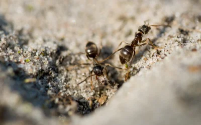 Carpenter Ant Treatment