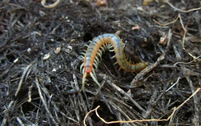 Centipede & Millipede Treatment