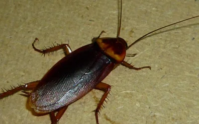 Cockroach Treatment