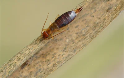 Earwig Treatment