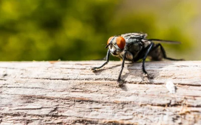 Fly Treatment