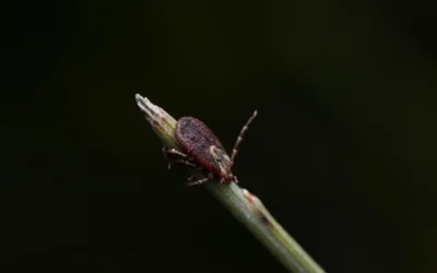 Mite Treatment