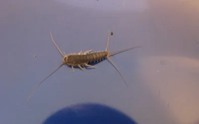 Silverfish Treatment