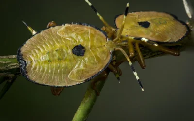 Stink Bug Treatment