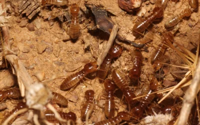 Termite Treatment